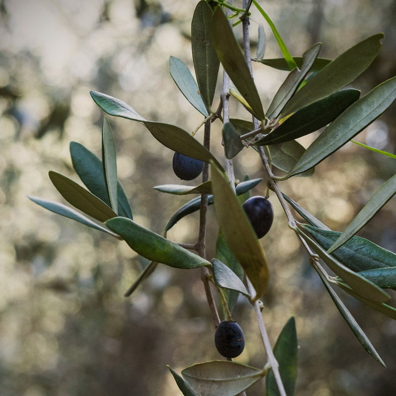 Un ramo dell'oliva cultivar taggiasca